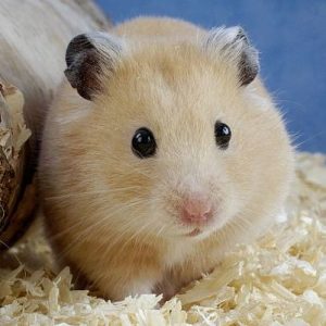 Fotos hamsters sirios
