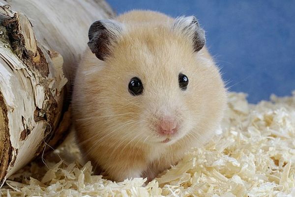 Fotos hamsters sirios