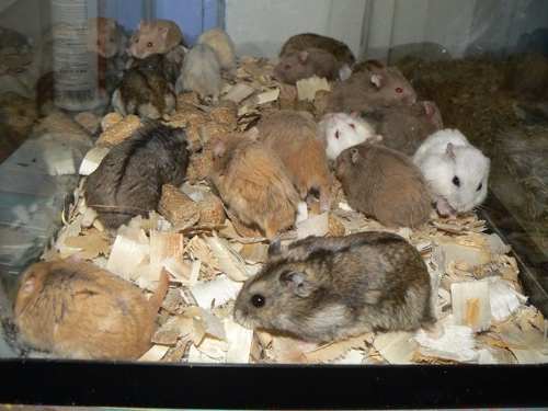 crias hamster
