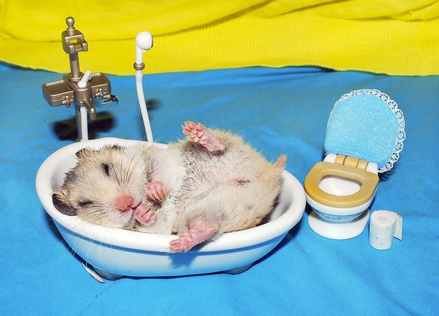como bañan un hamster