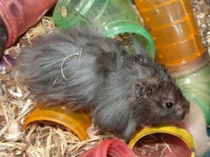 enfermedades de hamsters