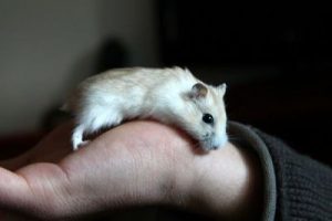 cuidar hamster comun