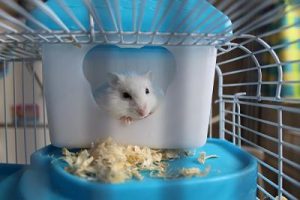 jaulas de hamsters