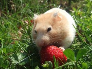 Comida para hamster