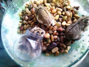 Tipos de hamsters