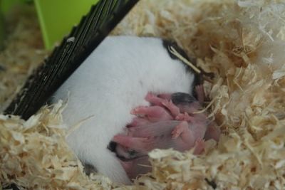 criar hamster comun