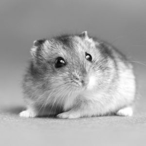 fotos de hamsters monos