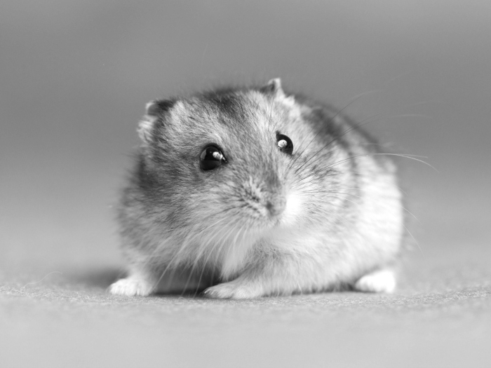 fotos de hamsters monos