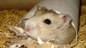 Fotos de hamsters