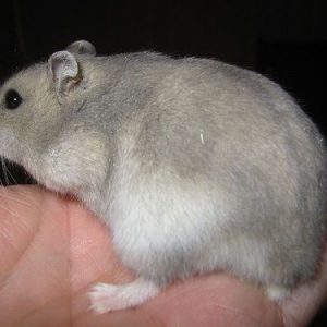hamster panda embarazada