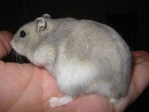 hamster panda embarazada