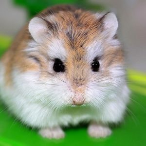 como cuidar un hamster roborowski