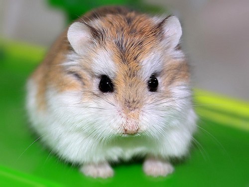 como cuidar un hamster roborowski