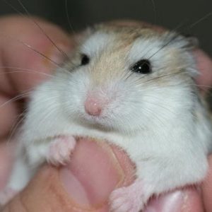 hamster enfermo