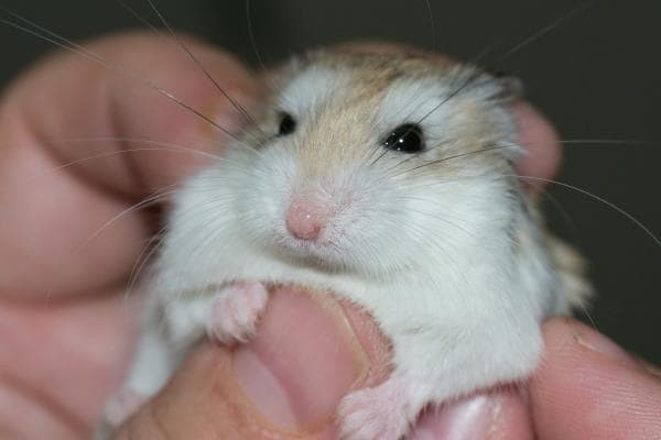 hamster enfermo