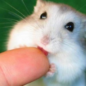 hamster mordiendo