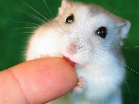 hamster mordiendo