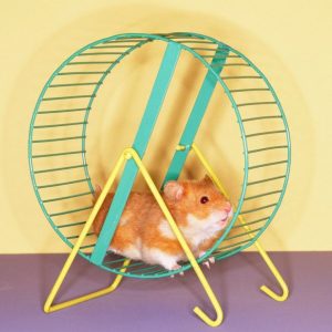 precio de hamster