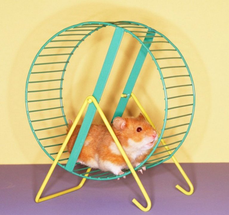 Mi hámster no utiliza la rueda de su jaula Cuidar hamster