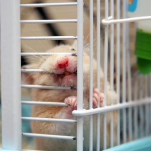 Hamster escuchando dueño