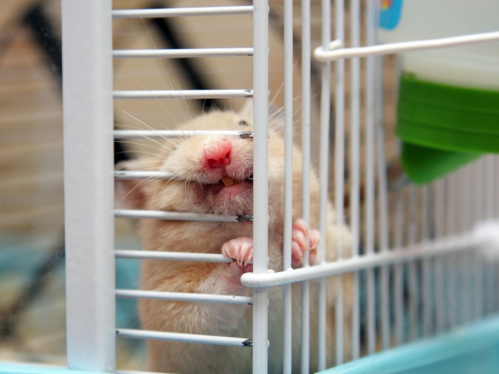 Hamster escuchando dueño