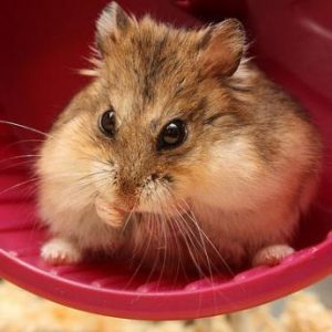 como cuidar un hamster