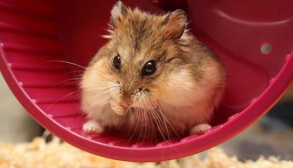como cuidar un hamster