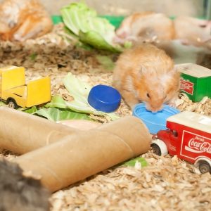 como jugar con tu hamsters