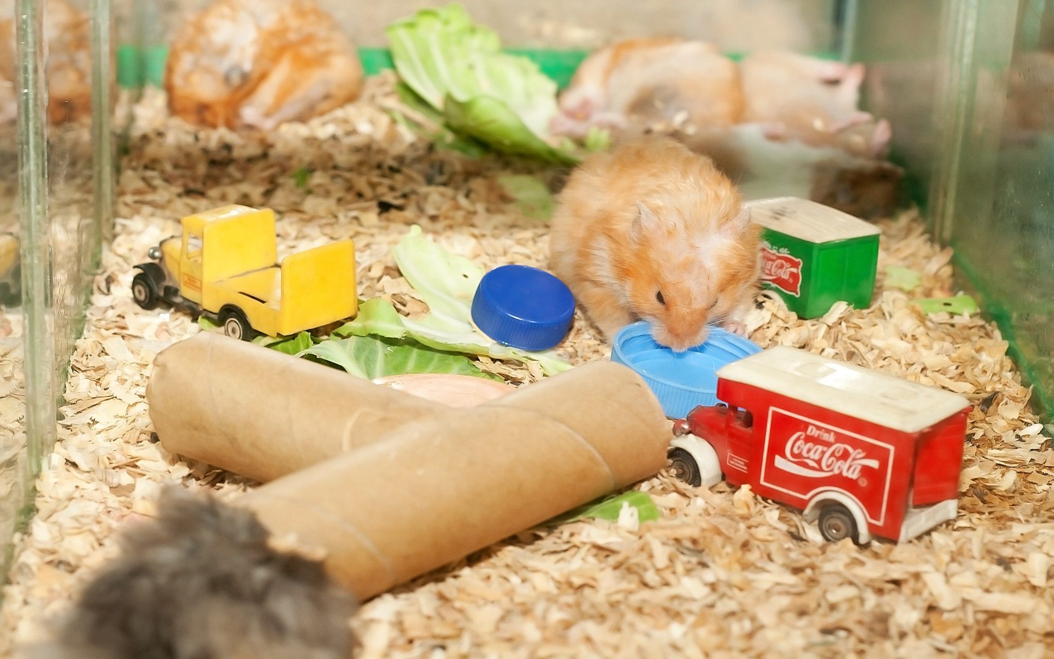 como jugar con tu hamsters