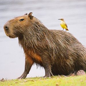 Roedores mascota