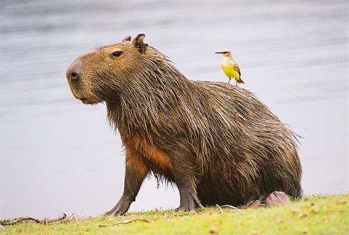 Roedores mascota