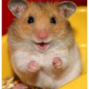 cuidar hamster articulos