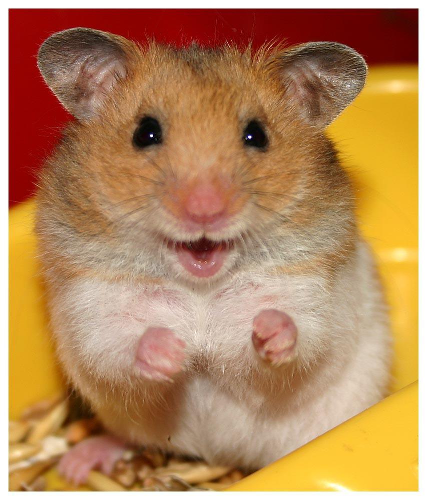 cuidar hamster articulos