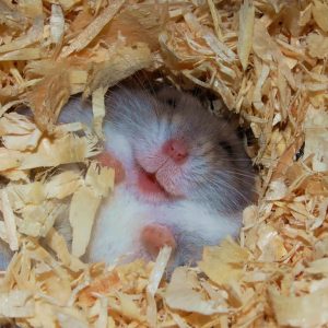 Hamster hibernando