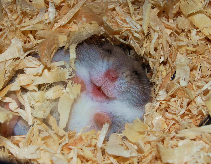 Hamster hibernando