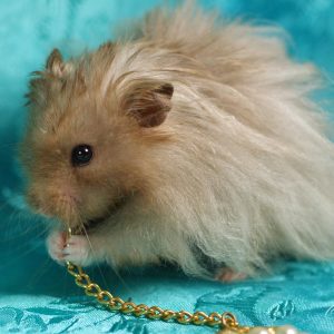 hamster sirio peinar pelo