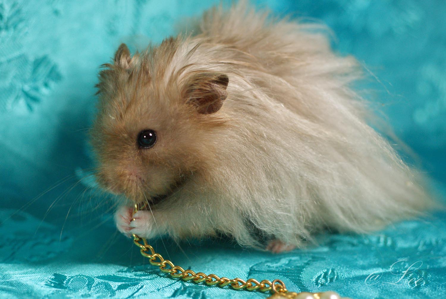 hamster sirio peinar pelo