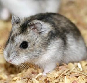 Hamster guardando comida