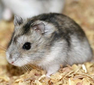 Hamster guardando comida