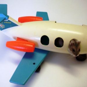 viajar hamster avion