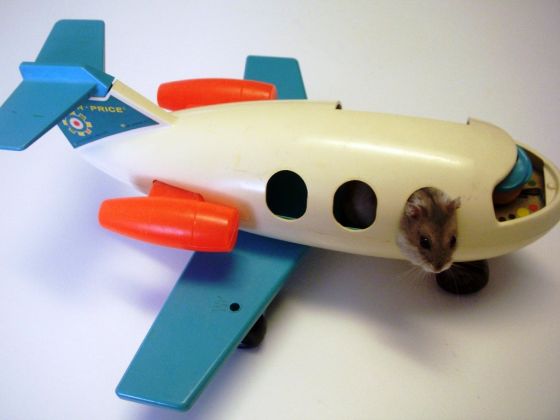 viajar hamster avion
