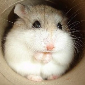 Hamster ruso feliz
