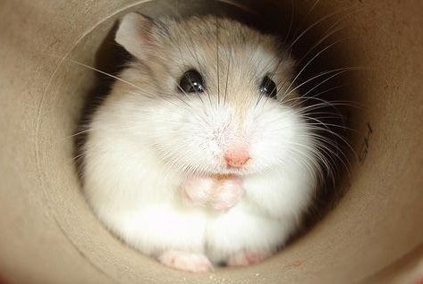 Hamster ruso feliz