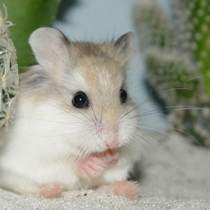 jaulas hamster