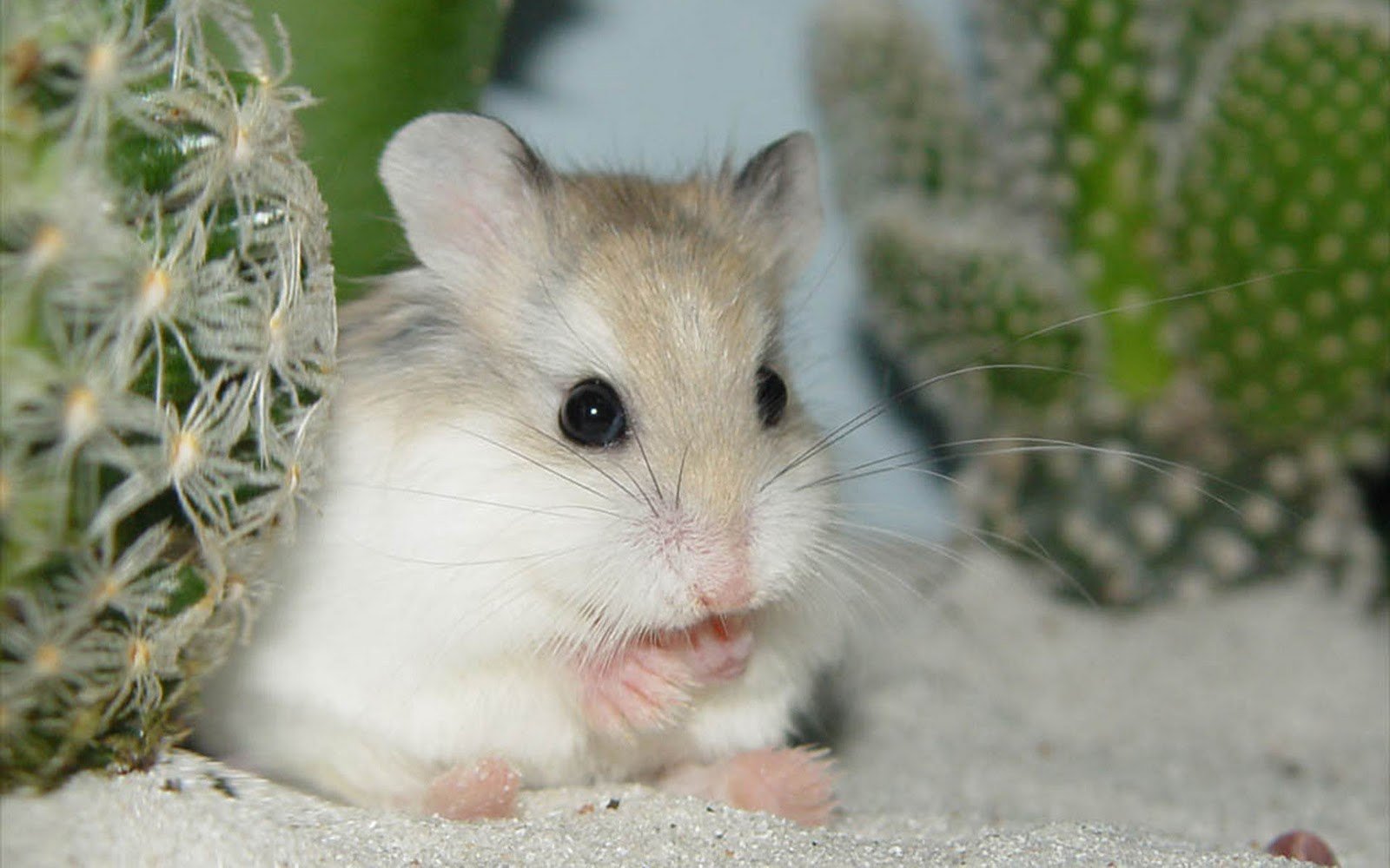 jaulas hamster