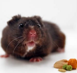 El hamster oso negro