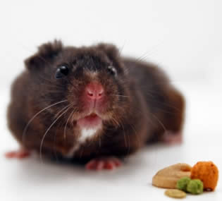 El hamster oso negro