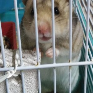 mi hamster parece muerto