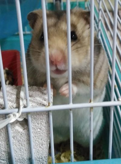 mi hamster parece muerto