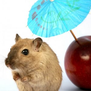 sol-hamster-calor-verano